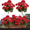 Silk Material Artificial Begonia Simulation Design Floral Arrangement Simulation Geranium Decorative Flower Artificial Texture