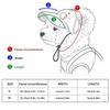 Ohrenlöcher Hundesonnenbrille Baseballkappe Verstellbarer Haustier-Sonnenschutzhut Kleine bis mittelgroße Hunde