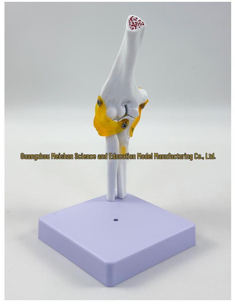 1:1 Human Skeletal Joint Models: Knee, Shoulder, Elbow, Hand, Foot, Hip