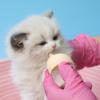 High Temperature Resistant Pet Nursing Bottle Detachable Lid Design Silicone Nipple Puppies Drinking Milk Bottles Anti-slip