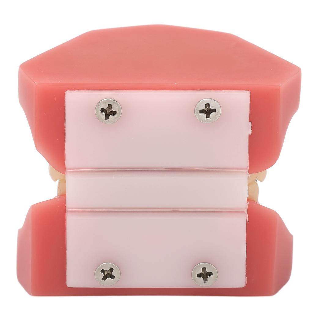 Ceramic Dental Orthodontic Demonstration Model Teeth Model with Metal Wires and Bracket for Teaching Learning