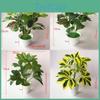 Planta de Vaso Pothos Evergreen Com Material Durável Para Decoração de Casamento e Uso Externo