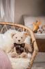 Steiff Cozy Ear Bear 202 34cm
