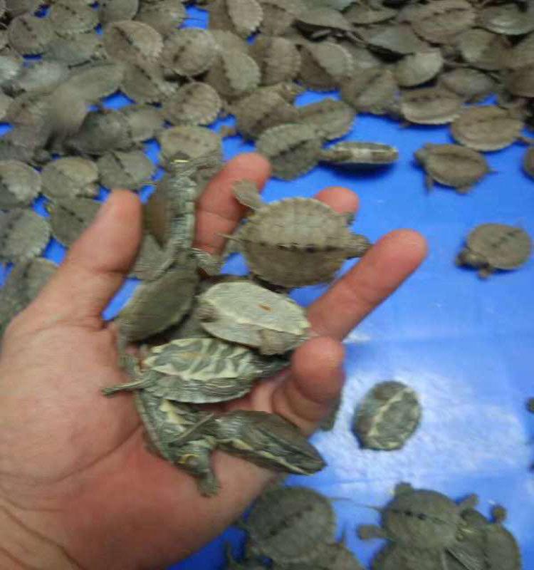 Mississippi Map Turtle Hatchlings - Outdoor Pond Pets, Small Deep Water Turtles, Internet Favorites