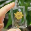 Shuibei Gold 999 Wealth Gold Foil Phone Sticker - Year of the Horse Prosperity Gift
