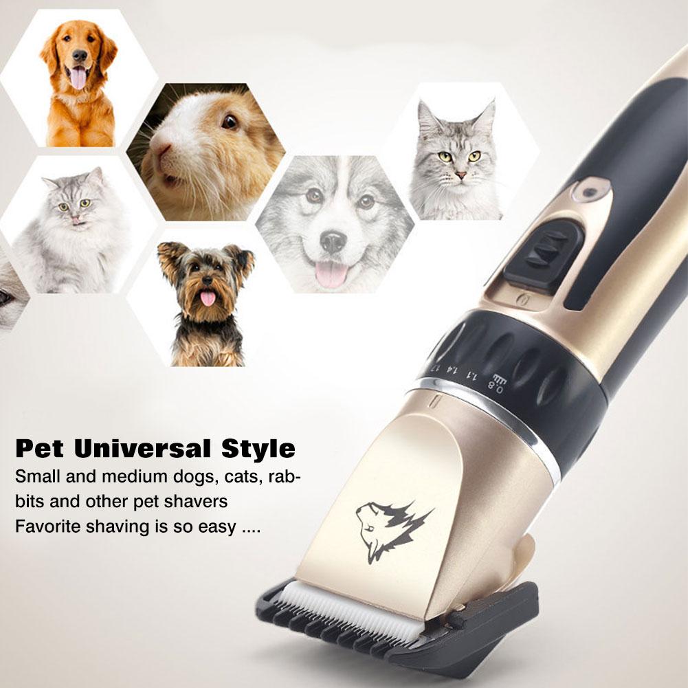 facial recognition cat feeder