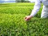 Marukou Tea Carefully Selected Uji Matcha Green Tea x 5 Shop's Deep-Steamed (100g packs)