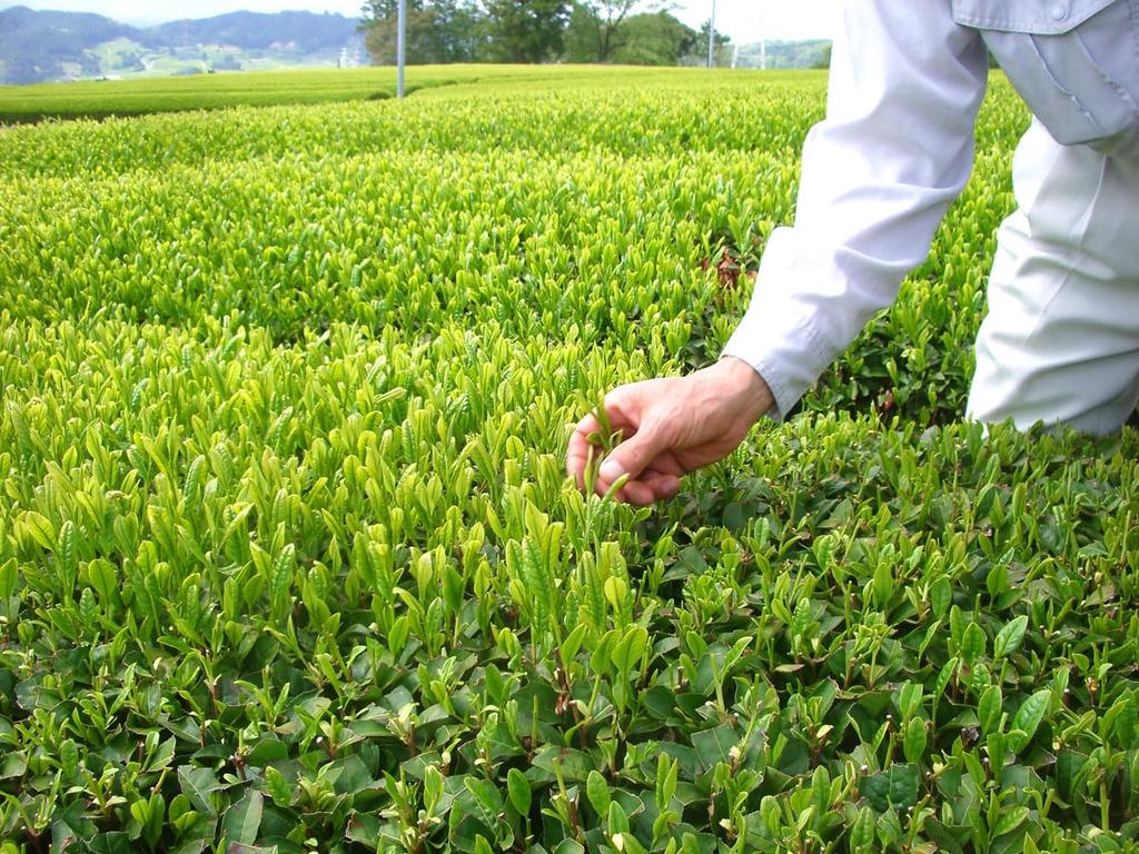 Marukou Tea Carefully Selected Uji Matcha Green Tea x 5 Shop's Deep-Steamed (100g packs)