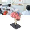 Hand on Assembly Human Brain Anatomy Model Kid Early Teaching Toy Education Brain Anatomy Model with Detachable Organs