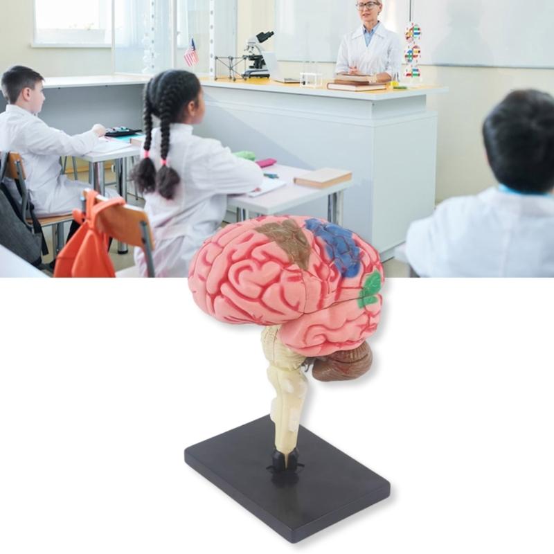Hand on Assembly Human Brain Anatomy Model Kid Early Teaching Toy Education Brain Anatomy Model with Detachable Organs