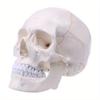 1pcs Medical Props Model Life Size Human Skull Model Anatomical Anatomy Medical Teaching Skeleton Head Studying Teaching Supplies