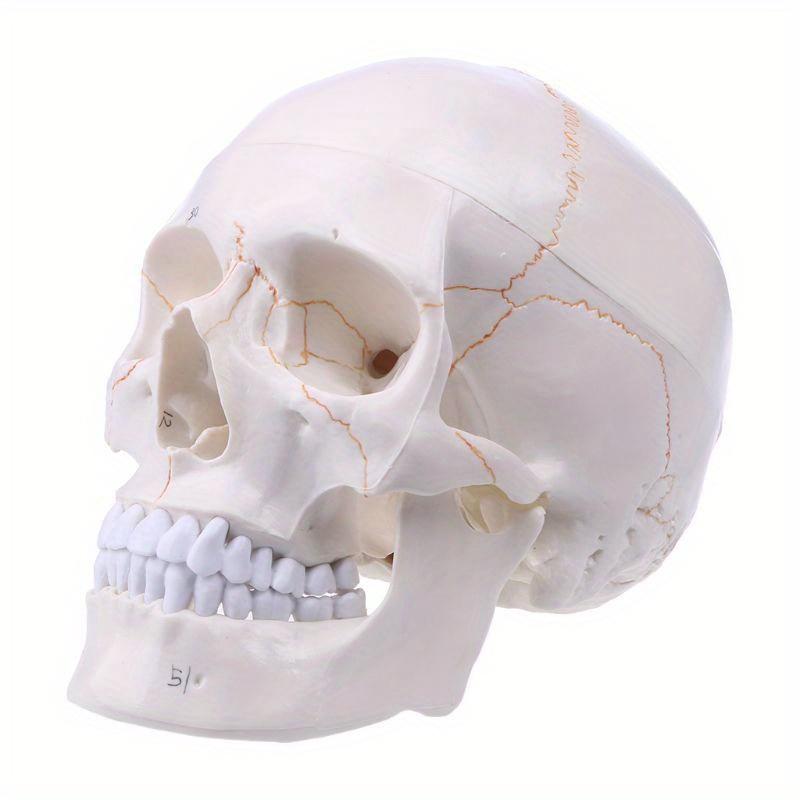 1pcs Medical Props Model Life Size Human Skull Model Anatomical Anatomy Medical Teaching Skeleton Head Studying Teaching Supplies