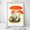 Vintage-Pilz-Proben-Leinwandgemälde, antike Wandkunst, Kräuterbilder, Wissenschaftsposter und Drucke, Heimbüro-Dekoration, Cuadros