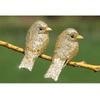 12PCS Multicolor Artificial Birds Gold Powder with Clips Faux Bird Photo Props Foam Simulation Bird Model Landscape Making