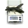 HENGJIA 2Pc 9CM-12G Lifelike Cricket Plastic Soft Bait for Bass Trout Pike Perch