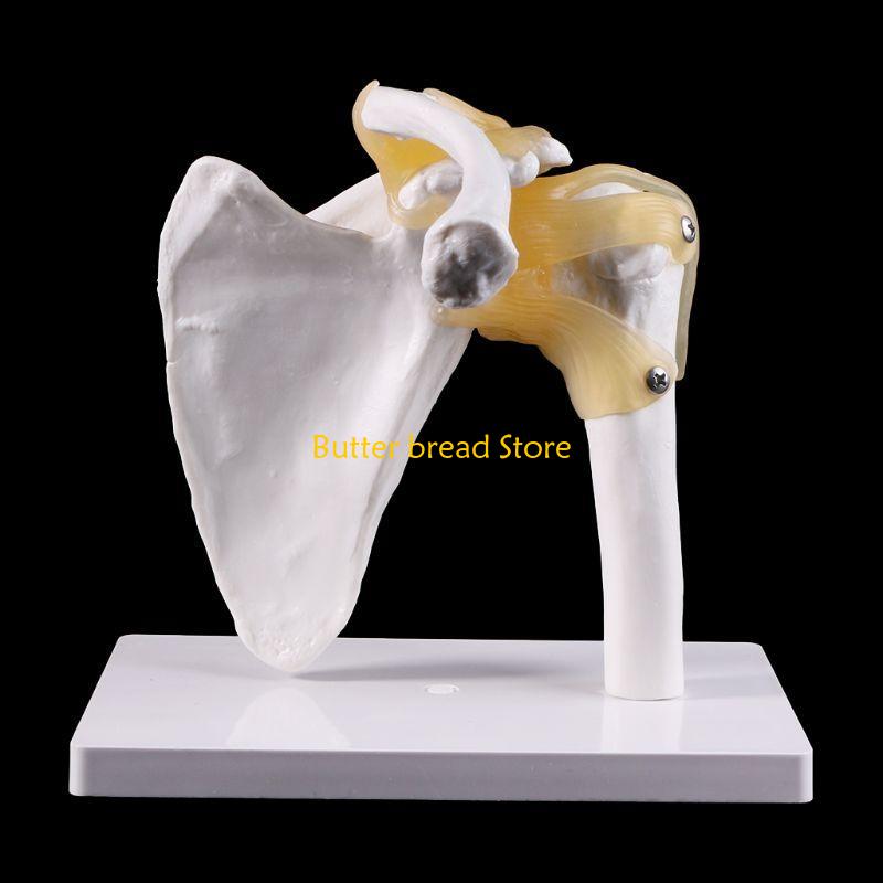 W89C Functional Anatomical Life Size Human Anatomy Skeleton Shoulder Joint Bone Muscl