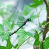 4-20pc Simulation Dragonfly Mosquito Repellent Mini Dragonfly Ornament Simulation Dragonfly Animal Model For Outdoor Garden Farm