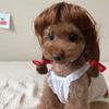 Lustige Hunde-Katzen-Cosplay-Perücke für kleine Hunde, Kopfbedeckung, Cosplay-Kostüm-Accessoires, Haustierperücken für Halloween, Heiligabend, Festival-Party-Dekoration