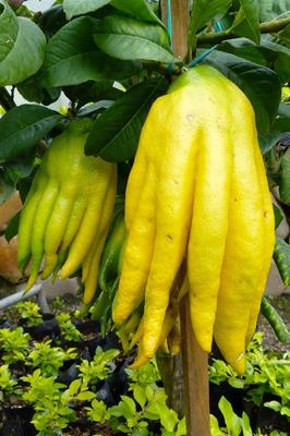 Citron Main de Bouddha - Citrus Medica Sarcodactylus 10 graines fraîches