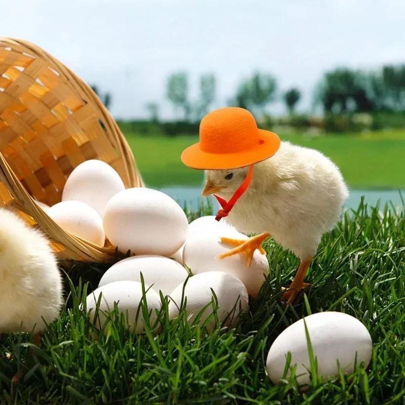 Hat for Hens Tiny Pets Chicken  Household Pets Head Decor Chicken Hen Top Hat for Rooster Duck Parrot Hamster Poultry