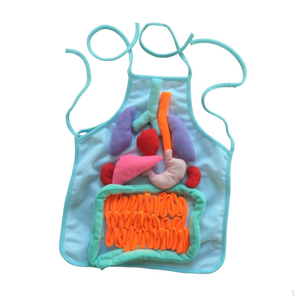 3D Organ Apron Aprons for Kid Awareness Montessori Pretend Play Human Body Model Children