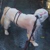 Pet Raincoat Transparent Waterproof Hooded Dog Four-legged Rain Out Clothes for Small Large Dogs