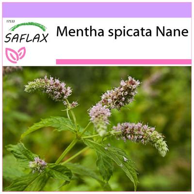 נענע מקסיקנית מנטה - 500 זרעים - Mentha spicata