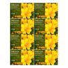 Happy Bath Dubore Soap Freesia Scent 100g 8 Pcs