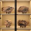 Artigianato Modello Fossili di Dinosauro Scheletro di Dinosauro Simulato Statuetta in Resina per Decorazioni Domestiche e Uso Educativo