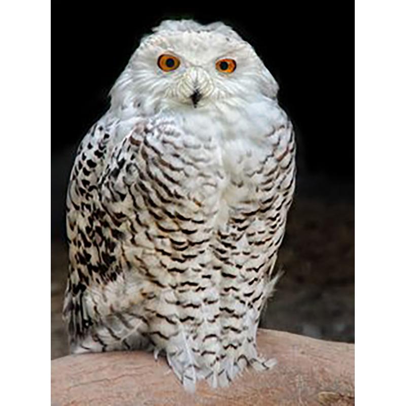 5D Diamond Painting Eagles Diamond Embroidery Cross Stitch Full Round Round Drill DIY Rhinestones Wall Art Home Decor