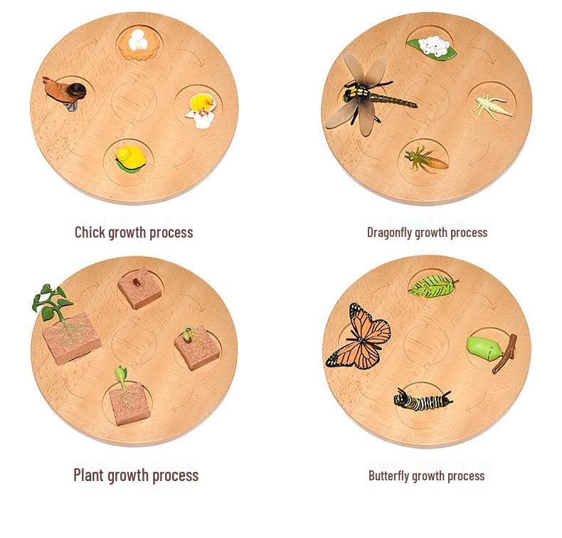 Montessori Plant & Animal Life Cycle Educational Toy Set for Early Learning