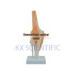Life-Size Functional Knee Joint Model - Educational Skeletal Display
