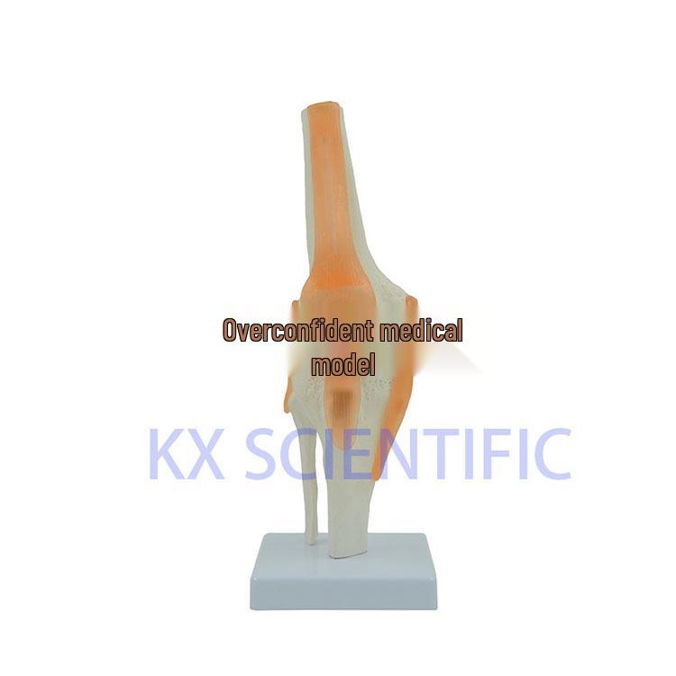 Life-Size Functional Knee Joint Model - Educational Skeletal Display