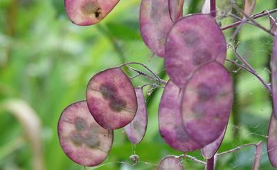 25 Pope's Mint Seeds - bloemen van oude tuinplanten - reproduceerbare boerenzaden - SemiSauvage