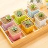 21 Set Vibrant Seedling Containers Colorful Square Plastic Flower Pots for Growing Succulent Plants with Trays Room Garden Decor
