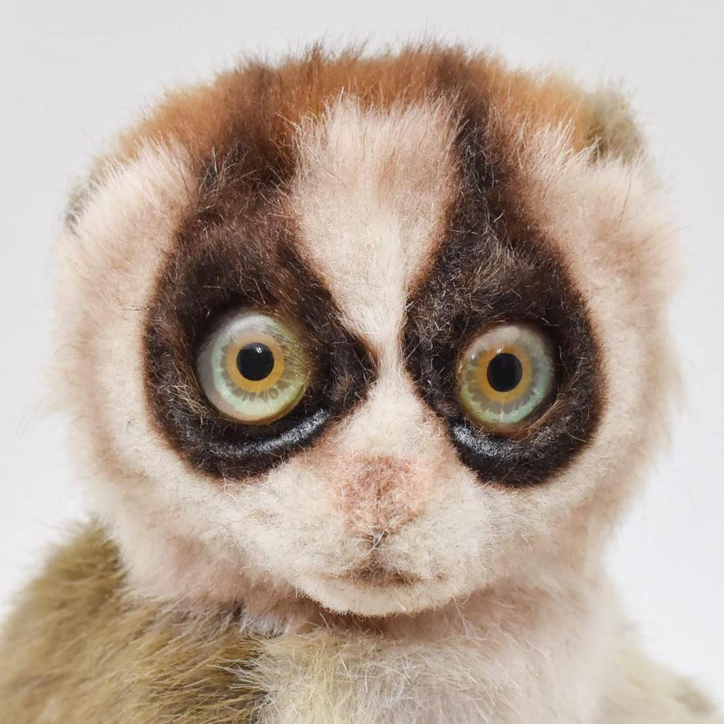 BH7043 HANSA Slow Loris 17