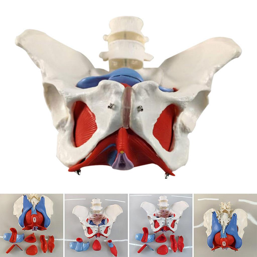 Female Pelvic Model Hip Flexible Medical Skeleton Teaching Aid for Midwife in