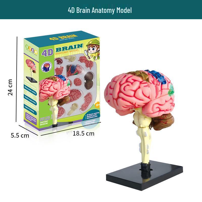 Human Brain Model with Nerve and Brainstem Structure - Educational Aid and DIY Toy