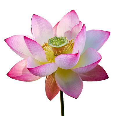 6 Sacred Lotus Seeds (Nelumbo Nucifera) - Semi-Wild Permaculture
