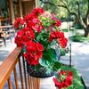 Weatherproof Geraniums | Lifelike Red Faux Flowers for All-Season Outdoor Use & Indoor Decor - Perfect Garden, Patio, and Home Centerpiece