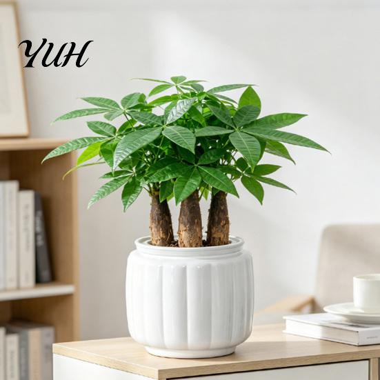 Ceramic Plant Holder Self Watering Pots for Indoor Plants, Plastic Planter with Drainage Wide Mouth Flower Pot Holes, Small Houseplants, African