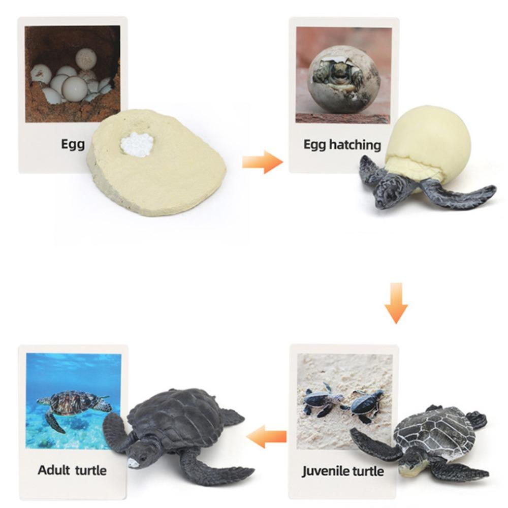 Cycle Figurine Animal Life Cycle Children Toys Simulation Plant Model Animal Growth Cycle Model