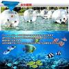 Alice in Wonderland Aqua Ball, Festival Ball, Event, Transparent, Water Ball, Walking on Water Ball (Ball Shape) [Product]