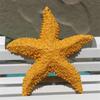 Resin Starfish  Ornament Home Aquarium Decoration Photography Props Mini Starfish 7.5cm