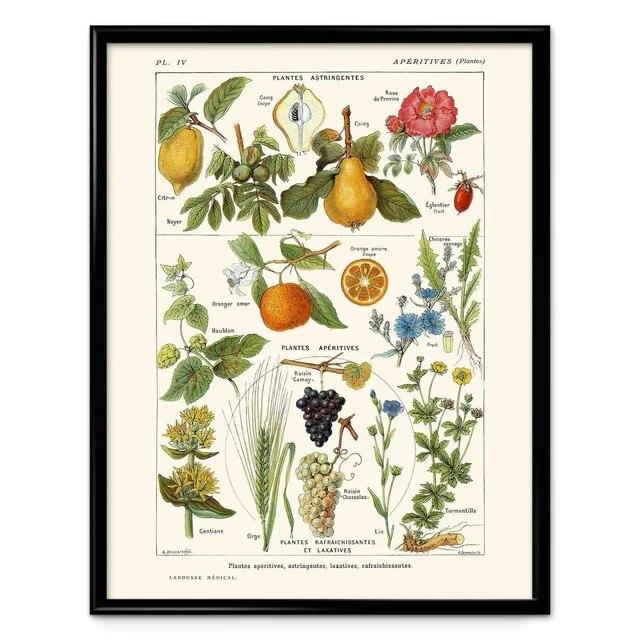 Botanische Blume Pilz Obst Leinwand Gemälde Wildpflanze Pilz Poster und Druck Wandkunst für Wohnzimmer Wand Dekor Cuadros