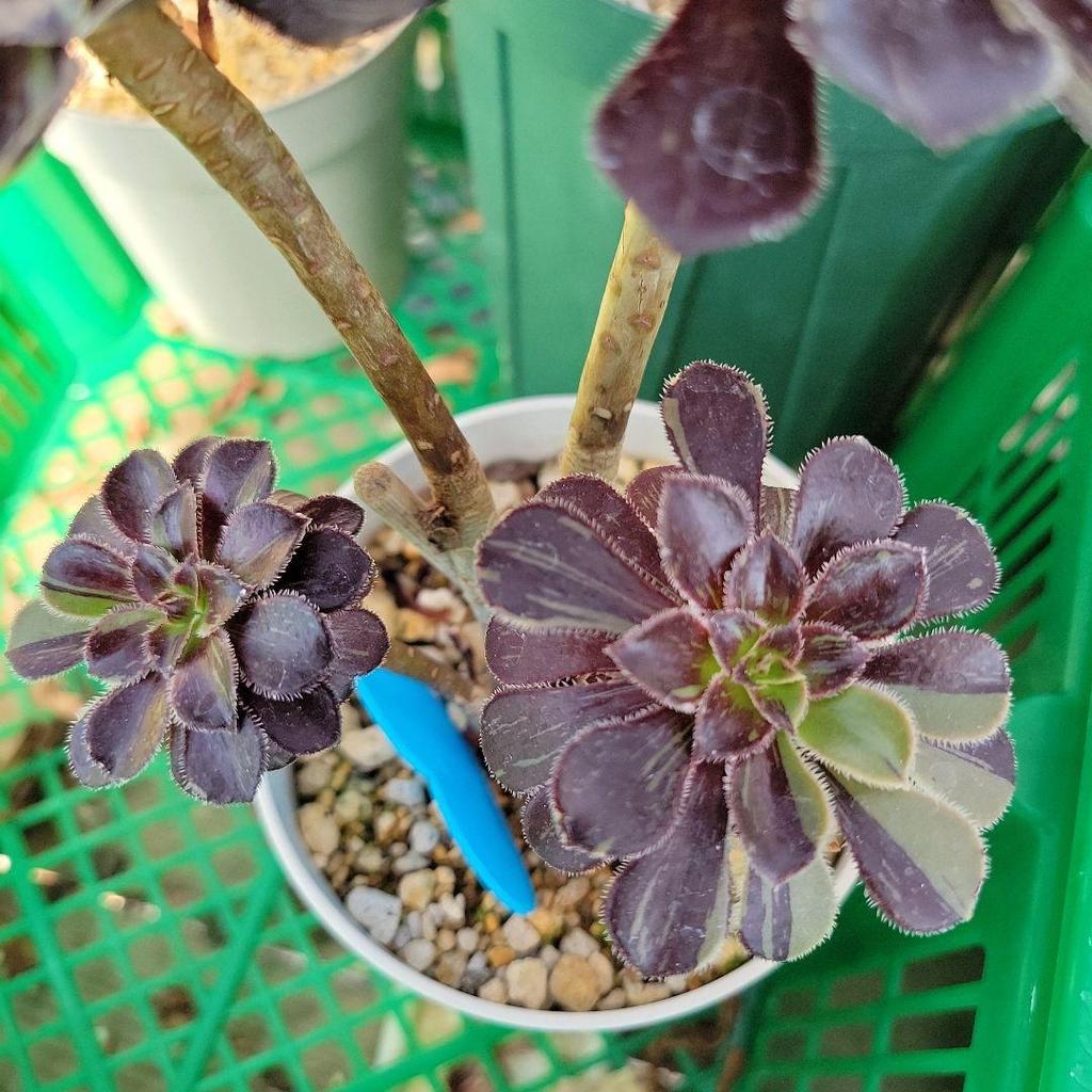 [USED] Big Bang Nishiki, Chameleon Nishiki, Aeo, Extra Large Clump, Uprooted Seedlings