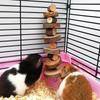 Grinding Teeth Pet Roller Toys Gnawing Hanging Swing Toys New Pet Hamster Toys  Pet Supplies