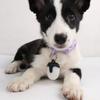 Rotating Dog Collar Light 4 Modes IPX8 Waterproof USB Rechargeable Dog Light