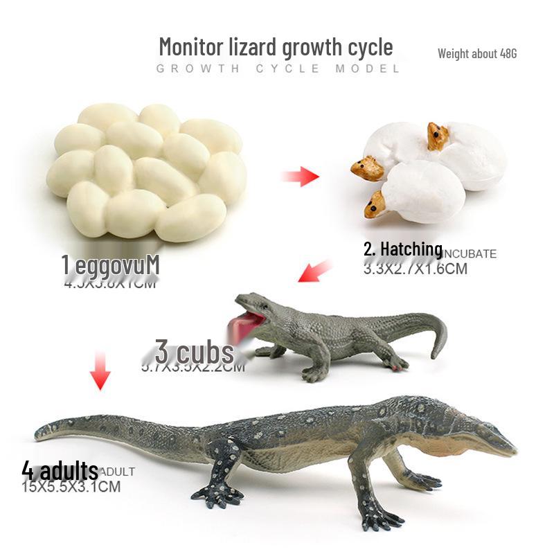 Animal Growth Cycle Models: Chicken, Duck, Goose, Butterfly, Turtle, Frog Montessori Teaching Figurines