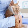 Cat Muzzle Transparent Cat Muzzle for Grooming Breathable Cat Mouth Cover for Anti Biting Adjustable Cat Grooming Mask for Cat,